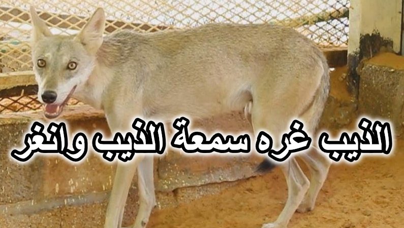 قصة قصيدة الذيب غره سمعة الذيب وانغر