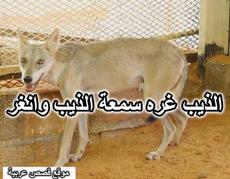 قصة قصيدة الذيب غره سمعة الذيب وانغر