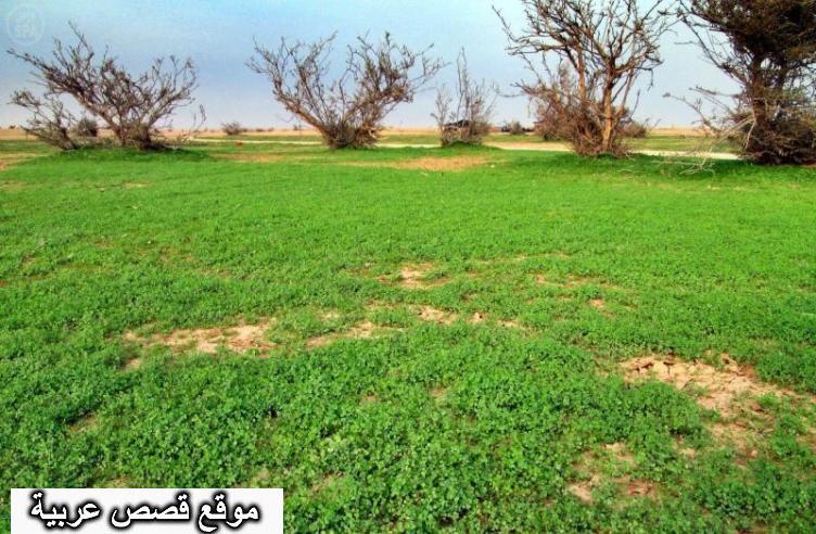 اين تقع الصمان